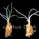 Astrophytum (Digitostigma) caput-medusae - Los Herreras, NLE, Mexico