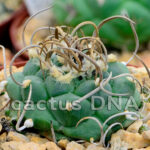 Turbinicarpus ellisae - TCG 1302 Cerros Blancos, NLE, Mexico