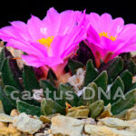 Ariocarpus scapharostrus - Rayones, NLE, Mexico