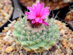 Strombocactus esperanzae x disciformis - Hybrid  (F2) - Image 2