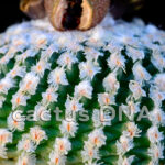 Turbinicarpus valdezianus f. rubustior - TCG 2005 Castaños, COA, Mexico