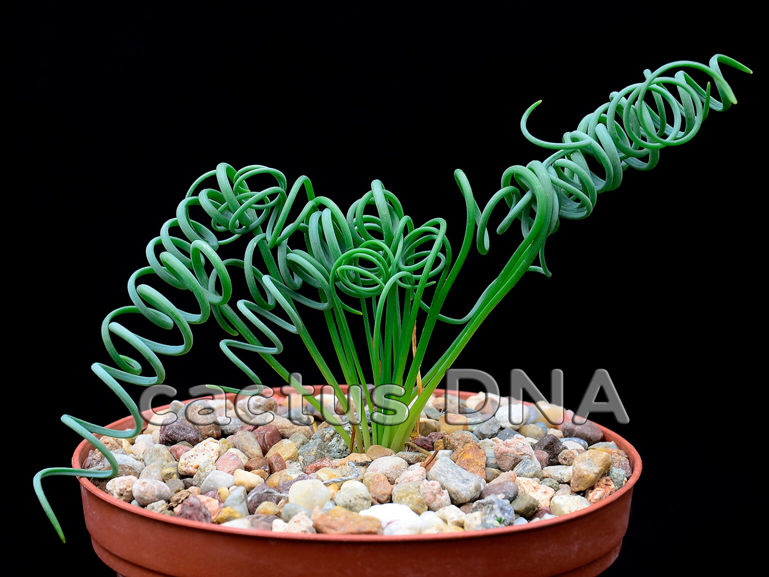 Albuca spiralis, la succulenta dai capelli ricci