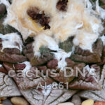 Ariocarpus fissuratus - AL 861 Heath Canyon, TX, USA (F1)