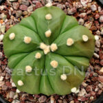 Astrophytum asterias v. nudum cv. ‘Fukuryu’ 5 ribs