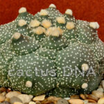 Astrophytum asterias cv. ‘Kikko’