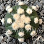 Astrophytum asterias v. nudum cv. ‘Ooibo’