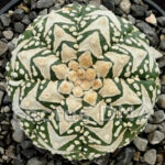 Astrophytum asterias cv. ‘Superkabuto’ V-type
