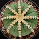 Astrophytum asterias v. nudum cv. ‘Rensei’