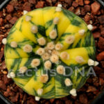 Astrophytum asterias v. nudum f. variegata