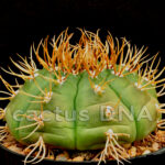 Gymnocalycium eurypleurum - Paraguay