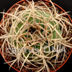 Gymnocalycium cardenasianum - JO 193 Carrizal, Bolivia