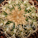 Gymnocalycium spegazzinii v. punillense - VS 77 Salta, Argentina