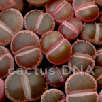 Lithops aucampiae - (S) purple open window