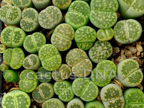 Lithops Julii ssp fulleri cv fullergreen C56A