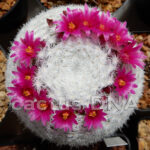 Mammillaria humboldtii - HID, Mexico