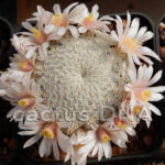 Mammillaria pectinifera - PUE, Mexico