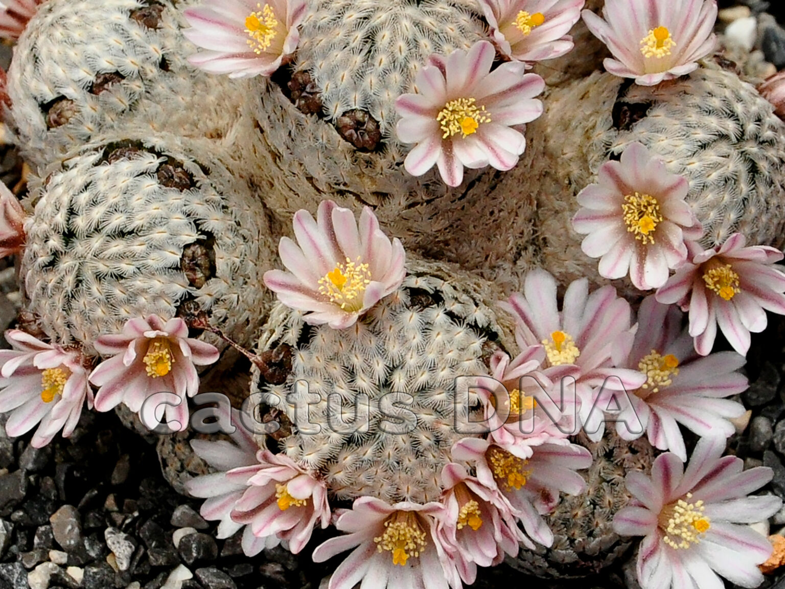 Mammillaria sanchez mejoradae NLE, Mexico Cactus DNA