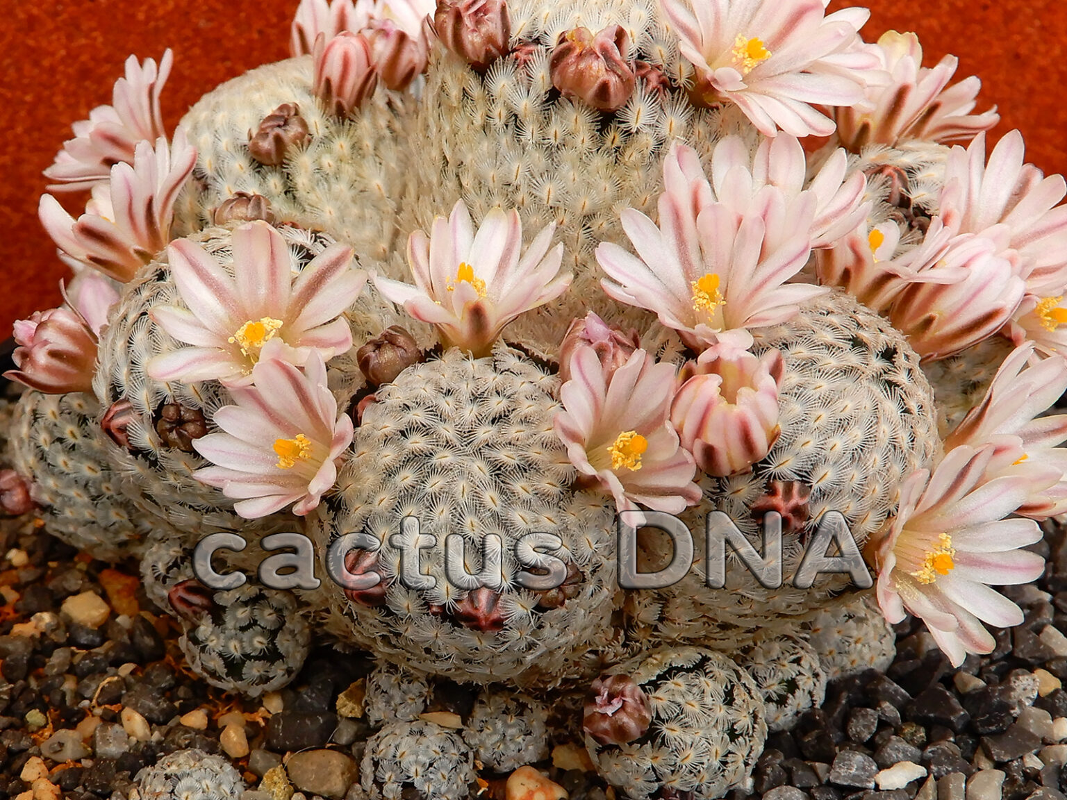 Mammillaria sanchez mejoradae NLE, Mexico Cactus DNA