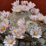 Mammillaria sanchez mejoradae - NLE, Mexico