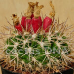 Neoporteria curvispina v. tuberisulcata - Chile