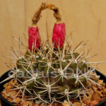 Neoporteria odorifilora - FK 4-77 Pichidangui, Chile