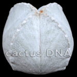 Astrophytum coahuilense f. quadricostatum - ex Japan (F1)