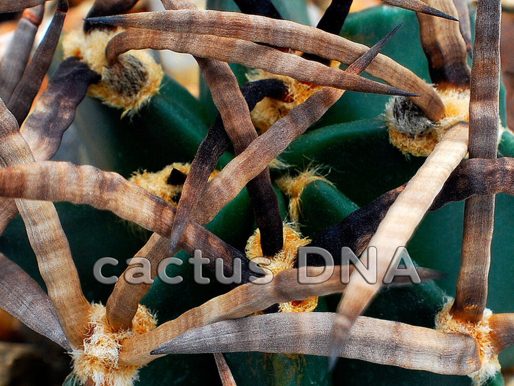 Astrophytum crassispinum cv. 'Buffalo' - ex Mr. Horikoshi, Japan (F1 ...