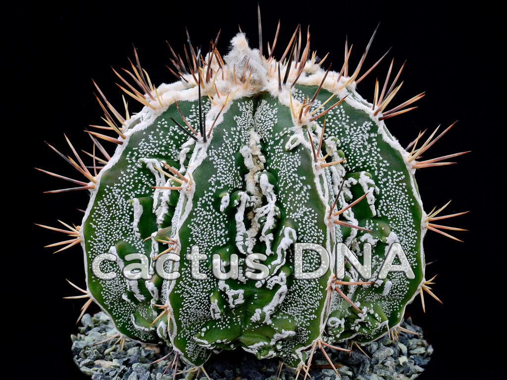 Astrophytum | Cactus DNA