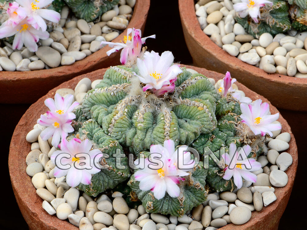Aztekium ritteri - Rayones, NLE, Mexico | Cactus DNA