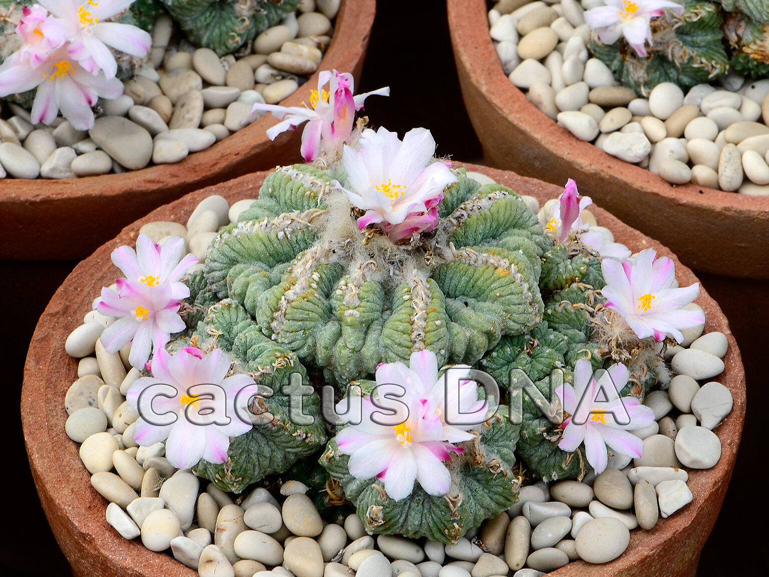 Aztekium ritteri - Rayones, NLE, Mexico | Cactus DNA