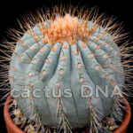 Copiapoa	haseltoniana - mix of habitat variants ex Chile