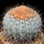 Copiapoa	gigantea - (S) super woolly top