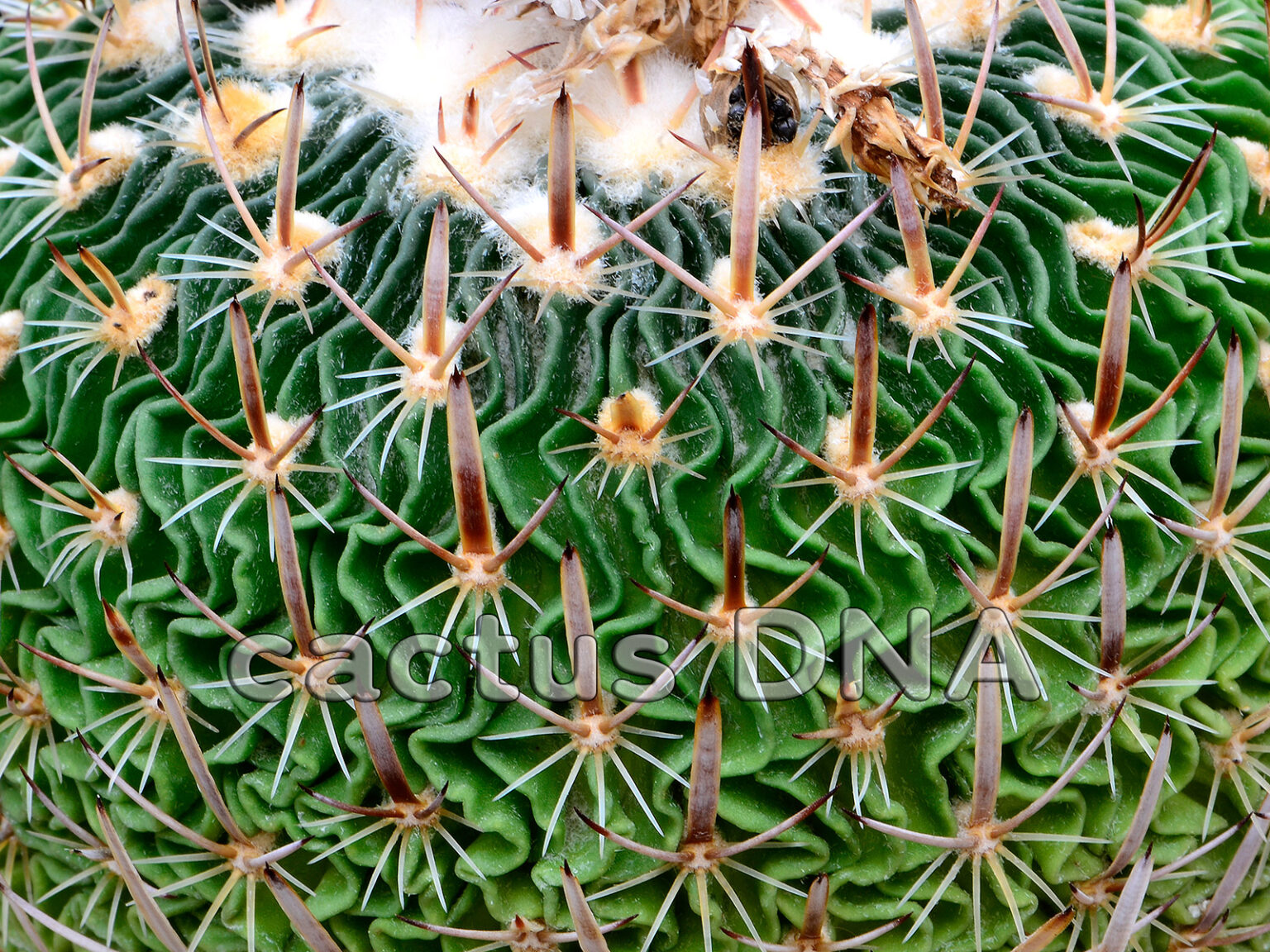 Echinofossulocactus Multicostatus S One Hundred Ribs NLE Mexico 