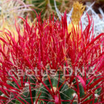 Ferocactus gracilis - SB 1281 Mission San Fernando, BCN, Mexico