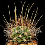 Glandulicactus wrightii - SB 232 Dona Ana Co. NM, USA