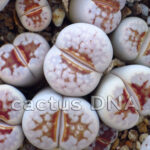 Lithops julii cv. 'Hotlips' - F3 seed