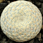 Mammillaria herrerae - QUE, Mexico