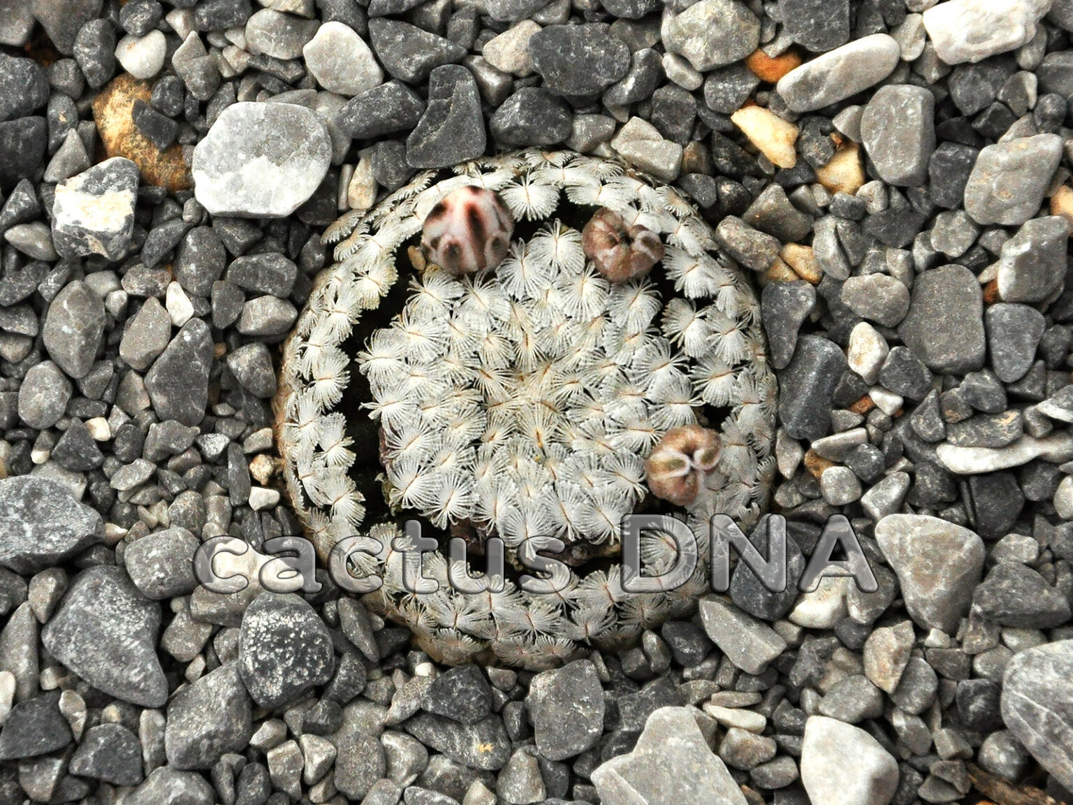 Mammillaria sanchez mejoradae NLE, Mexico Cactus DNA
