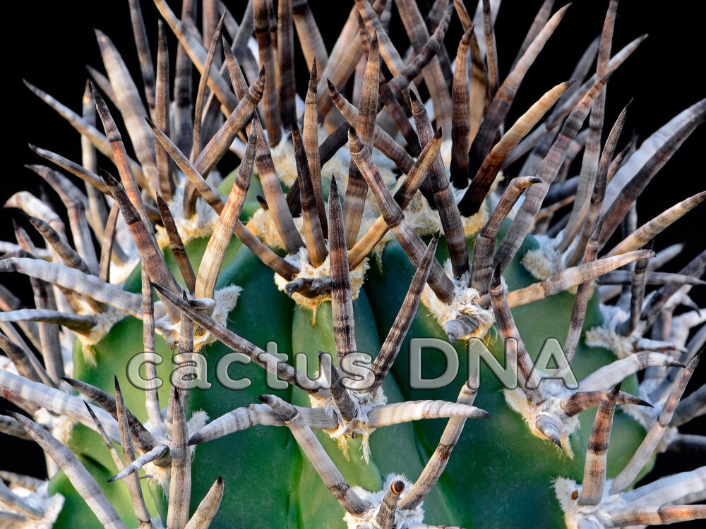 Astrophytum crassispinum cv. 'Buffalo' - short spined selection mix ex ...