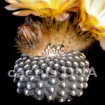 Thelocephala fankhauseri - BCHK 1425 Mina Angel, Atacama, Chile