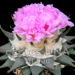 Ariocarpus confusus - AL 500 Los Nogales, NLE, Mexico (F1)