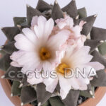 Ariocarpus retusus - Mesa Garden form B