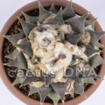 Ariocarpus retusus - Monclova, COA, Mexico