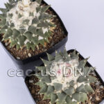 Ariocarpus retusus - Miqihuana, TAM, Mexico