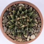 Ariocarpus retusus ssp. scapharostroides - Santo Domingo, SLP, Mexico