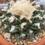 Ariocarpus fissuratus - 'Wide Tubercle' form