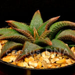 Haworthia coelmaniorum