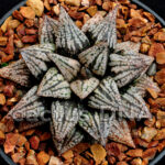 Haworthia picta