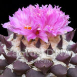 Ariocarpus confusus cv. 'Arcano' - F2 ex Greece