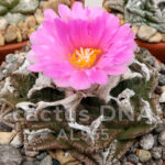 Ariocarpus fissuratus - AL 955 Swamill Mountain, TX, USA (F1)